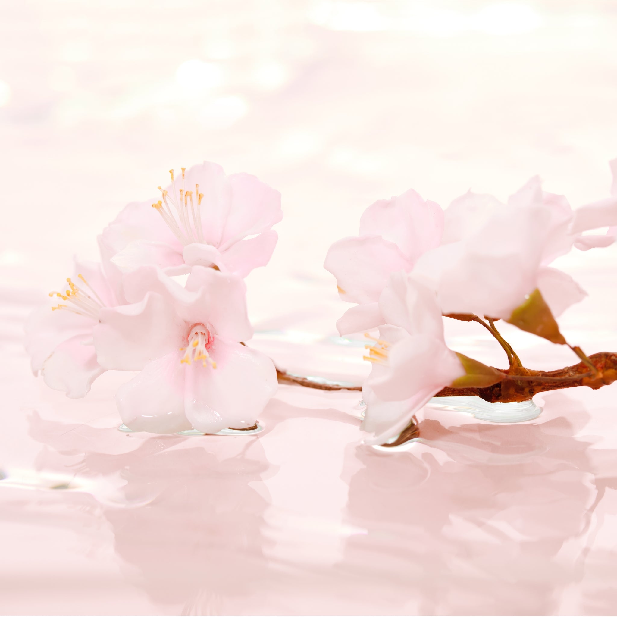 Cherry Blossom, Eau de Parfym, 100 ml.