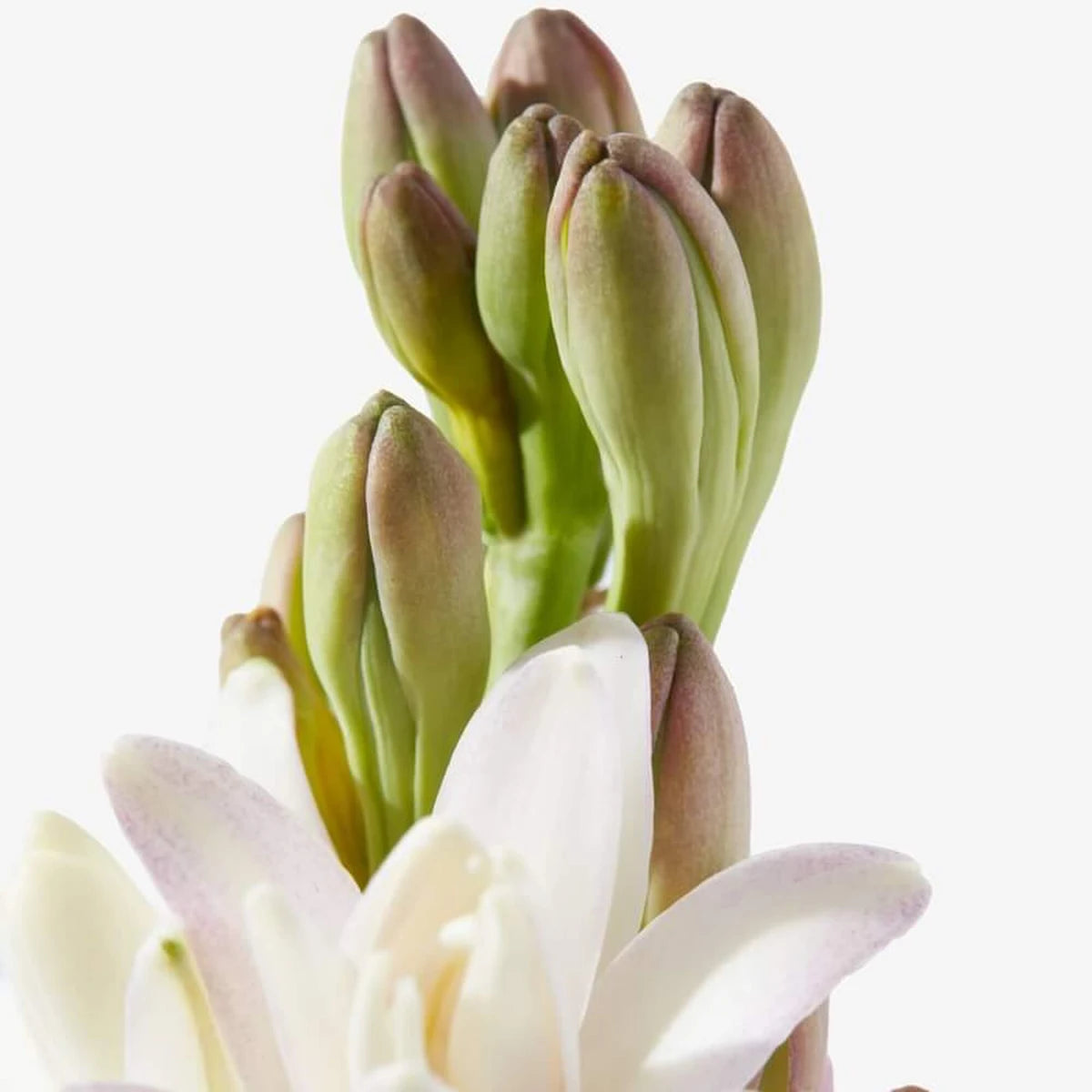 Tuberose In Silk, Eau de Parfym, 50 ml.