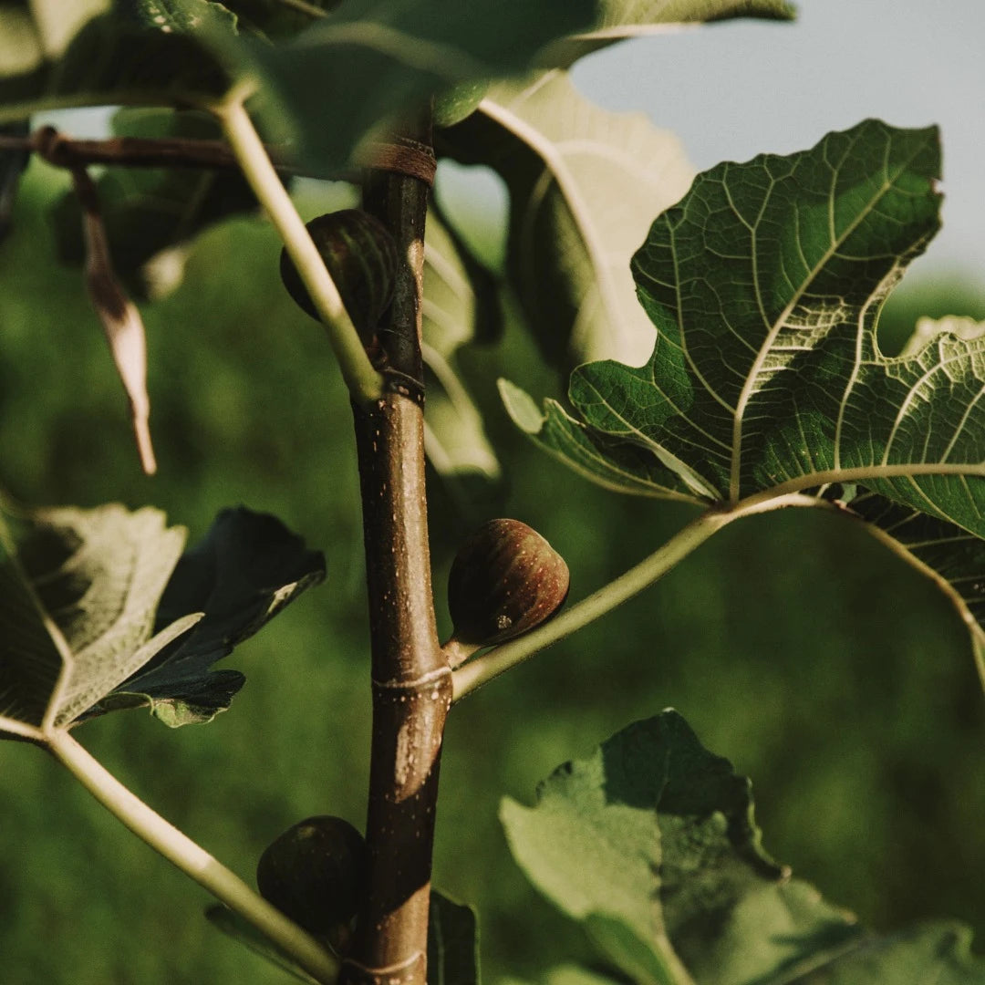Mulberry Fig, Eau de Parfym, 50 ml.
